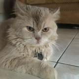 (Kategori: ) berada di . Dikirim oleh preloveddbynaz (ID iklan 1383128344, Gambar 1). Deskripsi: .