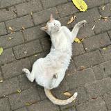 (Category: ) located in . Submitted by mdey_ (Listing ID 1360472798, Image 1). Description: .