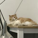 (Category: ) located in . Submitted by preclutter (Listing ID 1357152161, Image 1). Description: .