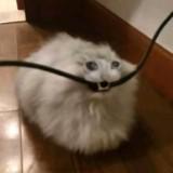 (Category: ) located in . Submitted by cat_022 (Listing ID 1383122215, Image 1). Description: .