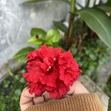 (Kategori: ) berada di . Dikirim oleh geraiaisyah (ID iklan 1367902811, Gambar 1). Deskripsi: .
