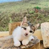 (Kategori: ) berada di . Dikirim oleh larastika19 (ID iklan 1370939958, Gambar 1). Deskripsi: .