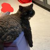 (Category: ) located in . Submitted by meowingchoo (Listing ID 1353202634, Image 1). Description: .