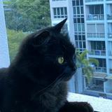 (Category: ) located in . Submitted by marsha_pro (Listing ID 1331212187, Image 1). Description: .