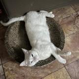 (Kategori: ) berada di . Dikirim oleh shirochocolatte (ID iklan 1352742798, Gambar 1). Deskripsi: .