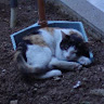 (分類:)位於 。 由 vincentcol76930 提交(商品編號 1452658300,圖片 1)。簡介: 。
