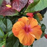 (Category: ) located in . Submitted by mithsells (Listing ID 1457437096, Image 1). Description: .
