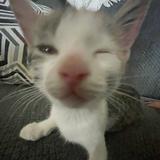 (Category: ) located in . Submitted by whitebunnie (Listing ID 1379790376, Image 1). Description: .