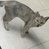 (Kategori: ) berada di . Dikirim oleh alienromuluss (ID iklan 1353671124, Gambar 1). Deskripsi: .