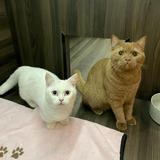 (Category: ) located in . Submitted by millet.paddington (Listing ID 1376149851, Image 1). Description: .