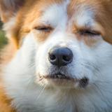 (Category: ) located in . Submitted by pooch24529 (Listing ID 1378959124, Image 1). Description: .