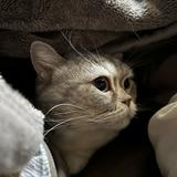 （分類：）位於 。 由 jayww 提交（商品編號 1372938394，圖片 1）。簡介： 。