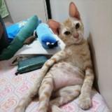 (Category: ) located in . Submitted by parky_peanut (Listing ID 1371383206, Image 1). Description: .