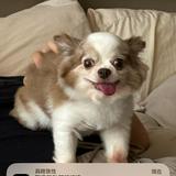 由 _hsiang__ (刊登 ID 1337715148，圖片 1) 提交，位於 的 (類別：)，說明：。