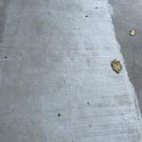 (Category: ) located in . Submitted by anvr150 (Listing ID 1353635546, Image 1). Description: .