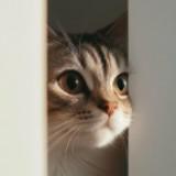 (Category: ) located in . Submitted by .h.t. (Listing ID 1381601424, Image 1). Description: .