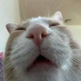 (Category: ) located in . Submitted by catmanduu (Listing ID 1379379108, Image 1). Description: .