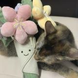 (Category: ) located in . Submitted by kuromimimimii (Listing ID 1375431742, Image 1). Description: .