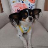 (Category: ) located in . Submitted by shoppebymaria (Listing ID 1384697184, Image 1). Description: .