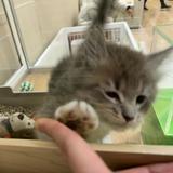 (Category: ) located in . Submitted by teoatt1344 (Listing ID 1366334298, Image 1). Description: .