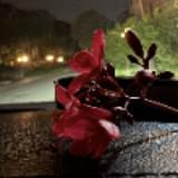 （分類：）位於 。 由 alexchenghk 提交（商品編號 1385400926，圖片 1）。簡介： 。