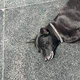 由 jeff0666 (刊登 ID 1385001737，圖片 1) 提交，位於 的 (類別：)，說明：。