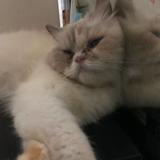(Kategori: ) berada di . Dikirim oleh nocelestiellpreluv (ID iklan 1372442708, Gambar 1). Deskripsi: .