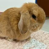 (Category: ) located in . Submitted by little_gift_shop (Listing ID 1363772049, Image 1). Description: .