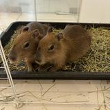 (Category: ) located in . Submitted by hamster1388 (Listing ID 1377545615, Image 1). Description: .