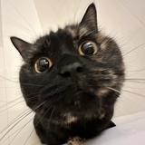 (Category: ) located in . Submitted by kn0tcat (Listing ID 1354827001, Image 1). Description: .