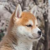 由 weimmmmmmmmmm (刊登 ID 1386285931，圖片 1) 提交，位於 的 (類別：)，說明：。