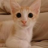 (Category: ) located in . Submitted by krstnzzz (Listing ID 1366283238, Image 1). Description: .