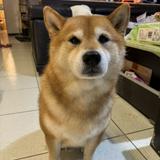 由 yoyo7894949 (刊登 ID 1319753483，圖片 1) 提交，位於 的 (類別：)，說明：。