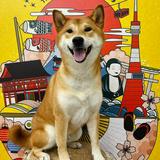 (Category: ) located in . Submitted by hachibubu (Listing ID 1378549502, Image 1). Description: .