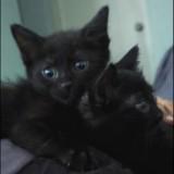 (Category: ) located in . Submitted by nusaiba2222 (Listing ID 1434463636, Image 1). Description: .