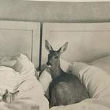 （分類：）位於 。 由 selenura 提交（商品編號 1354718381，圖片 1）。簡介： 。