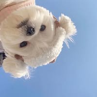 （分類：）位於 。 由 shiley10363626 提交（商品編號 1375969930，圖片 1）。簡介： 。