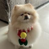 （分類：）位於 。 由 sordogdog_123 提交（商品編號 1354880933，圖片 1）。簡介： 。
