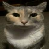 (Category: ) located in . Submitted by earearears (Listing ID 1367251261, Image 1). Description: .