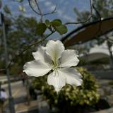 （分類：）位於 。 由 1101np 提交（商品編號 1357040676，圖片 1）。簡介： 。