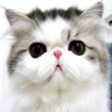 (Category: ) located in . Submitted by foreign.oy (Listing ID 1373230454, Image 1). Description: .
