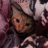 由 nihowcute (刊登 ID 1384724723，圖片 1) 提交，位於 的 (類別：)，說明：。