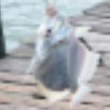 (Category: ) located in . Submitted by fezol9898 (Listing ID 1439639321, Image 1). Description: .