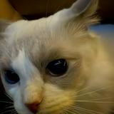 (分類:)位於 。 由 chow._.chow 提交(商品編號 1467840249,圖片 1)。簡介: 。