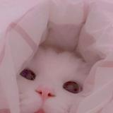 (Category: ) located in . Submitted by helpme_declutteeer (Listing ID 1380349064, Image 1). Description: .