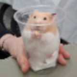 (分類:)位於 。 由 hinhin613 提交(商品編號 1363151596,圖片 1)。簡介: 。