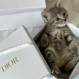 (Kategori: ) berada di . Dikirim oleh maxwellpreloved (ID iklan 1355329915, Gambar 1). Deskripsi: .
