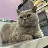 （分類：）位於 。 由 shopnow6 提交（商品編號 1326998616，圖片 1）。簡介： 。