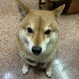由 yankunchen (刊登 ID 1358428624，圖片 1) 提交，位於 的 (類別：)，說明：。
