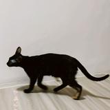 由 duuu_ (刊登 ID 1381073275，圖片 1) 提交，位於 的 (類別：)，說明：。